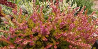 鲜艳多彩的石南花、Calluna vulgaris和猫。天然紫罗兰，粉红色，红色，白色石南花。