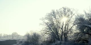 在一个霜冻的清晨，田野上一棵结着霜和雪的树被太阳照亮了