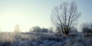 在一个霜冻的清晨，田野上一棵结着霜和雪的树被太阳照亮了