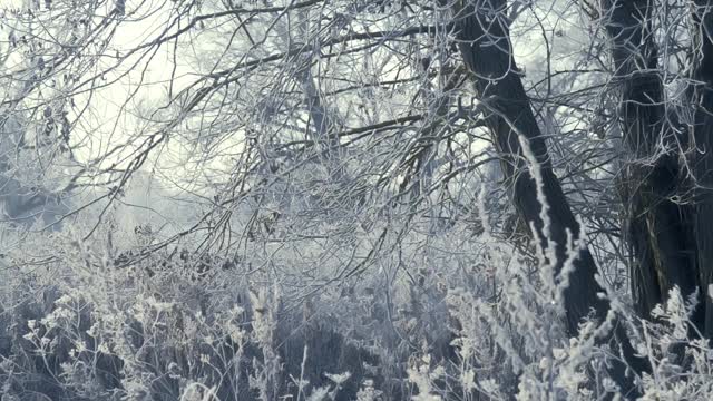 在一个霜冻的清晨，田野上一棵结着霜和雪的树被太阳照亮了