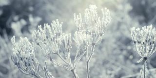 这是在霜雪覆盖的田野上被太阳照亮的冰冻草的特写镜头。空气中有霜冻的薄雾。