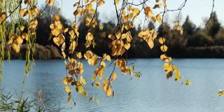 秋天公园里，黄叶在河边随风摇摆