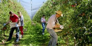 现代苹果园辛勤劳作的农民家庭，他们把成熟的果实从树上采摘下来，放在木箱上