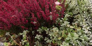 鲜艳多彩的石南花。天然紫罗兰，粉红色，红色，白色石南花。
