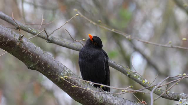 自然界中常见的画眉鸟的雄性