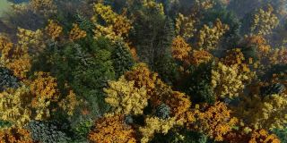 森林在秋天，美丽的色彩，高角度观赏