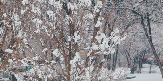 花园里的树木被厚厚的积雪覆盖着