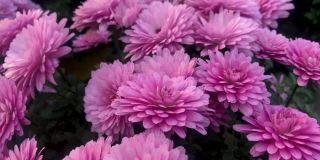 盆中粉红色菊花铺成的花毯。花店出售