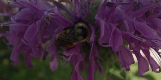 大黄蜂从蜂香花中采蜜的特写镜头