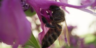 大黄蜂从蜂香花中采蜜的特写镜头