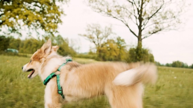 可爱的小狗在草丛中沿着摄像机奔跑