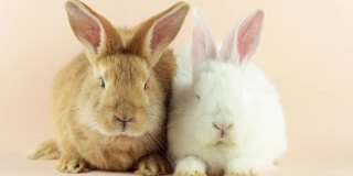 淡粉色背景上的两只可爱的小兔子。复活节假期的概念。特写的两个复活节兔子与滑稽的脸看着镜头