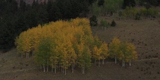 美国科罗拉多州维克多的山腰上，一片秋色白杨树林