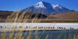 火烈鸟在玻利维亚湖觅食，以雪山为背景，草地在前景上摇摆