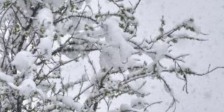 雪花落枝头树4k