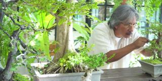 4K亚洲资深男子照顾和修剪盆景树在温室花园。快乐的男性退休老人在家放松和享受休闲活动。老年人的爱好、生活方式和保健理念。