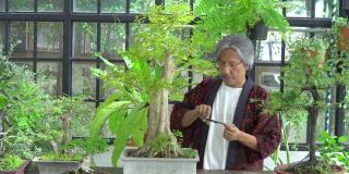 4K亚洲资深男子照顾和修剪盆景树在温室花园。快乐的男性退休老人在家放松和享受休闲活动。老年人的爱好、生活方式和保健理念。