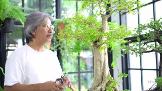 4K亚洲资深男子照顾和修剪盆景树在温室花园。快乐的男性退休老人在家放松和享受休闲活动。老年人的爱好、生活方式和保健理念。视频素材模板下载
