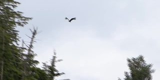 秃鹰在阿拉斯加的松树上飞翔。