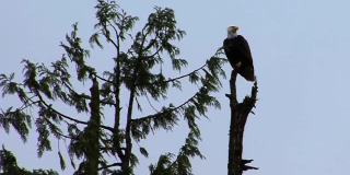 在阿拉斯加的一个雨天，秃鹰威严地坐在一棵松树上。