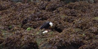 在阿拉斯加的一个雨天，在一个小岛的岩石上觅食的秃鹰。