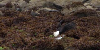 秃鹰和一条大鱼，在阿拉斯加的一个雨天刚从海里捞上来。