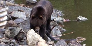 大黑熊在阿拉斯加海岸河的岩石中缓慢行走。