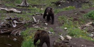 在阿拉斯加的一个雨天，两只大黑熊站在河边。