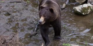 黑熊缓慢地穿过阿拉斯加河岸的岩石。