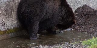 大黑熊沿着一堵墙在一个小水坑里寻找食物。