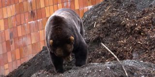 大黑熊在墙边挖地寻找食物。