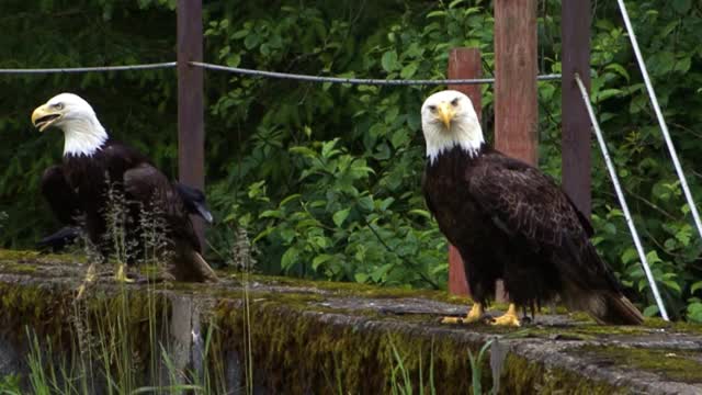 两只秃鹰和一只渡鸦在阿拉斯加的一堵大石墙上休息。