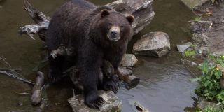 黑熊脸上带着疤，坐在石头上淌着河水，站在岸边，做出一副臭脸。