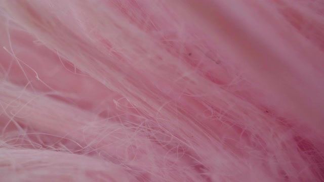 多莉拍摄微距:抽象的粉色羽毛特写微距。