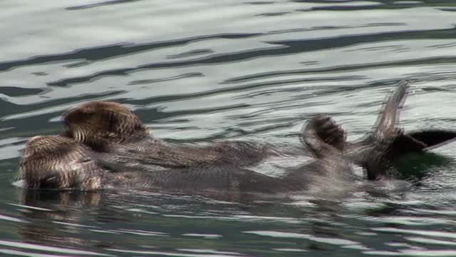 野生动物行为，海獭群居。海獭是一种高度濒危的海洋哺乳动物。锡特卡,阿拉斯加