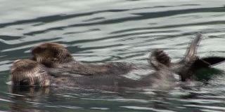 野生动物行为，海獭群居。海獭是一种高度濒危的海洋哺乳动物。锡特卡,阿拉斯加