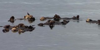 海獭聚居地的广角镜头。海獭是一种高度濒危的海洋哺乳动物。锡特卡,阿拉斯加