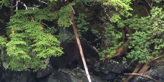 黑熊在河岸的岩石上行走，和她的幼崽一起吃浆果。野生阿拉斯加。