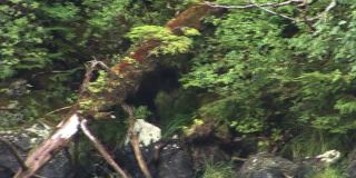 在阿拉斯加河岸的岩石上行走的黑熊幼崽。