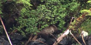 黑熊和两只幼崽在阿拉斯加的河岸上吃浆果。