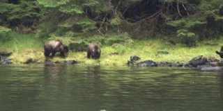 黑熊一家沿着阿拉斯加河岸散步。