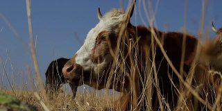 白牛和红牛躺在山野上，吃着青草。时间休息