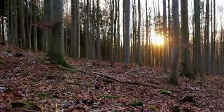 在夕阳的余晖中，一个年轻人走在秋天的森林里。捷克景观