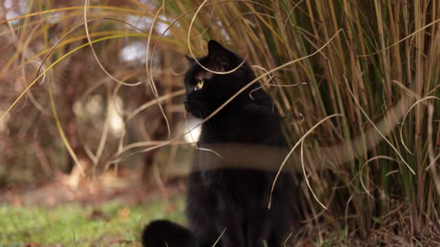 黑猫坐在后院