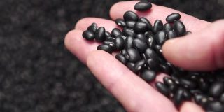 黑豆从手里掉到一堆的特写。