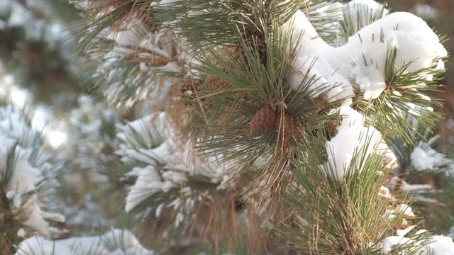 细雪飘落在一棵松果被雪覆盖的松树上