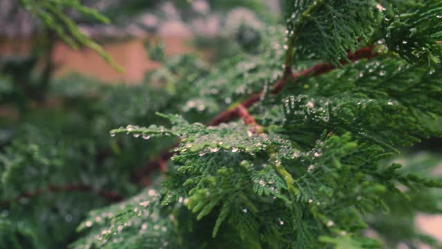 枝头洒满了雨滴