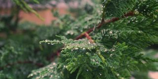 枝头洒满了雨滴