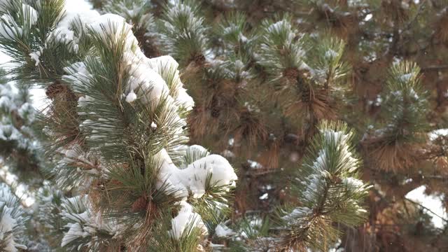 细雪飘落在一棵松果被雪覆盖的松树上