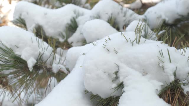 细雪飘落在一棵松果被雪覆盖的松树上